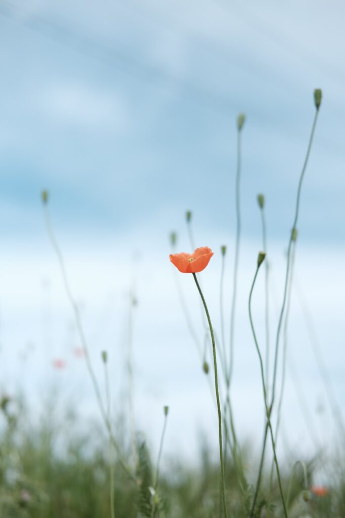 An orange flower with the blue sky