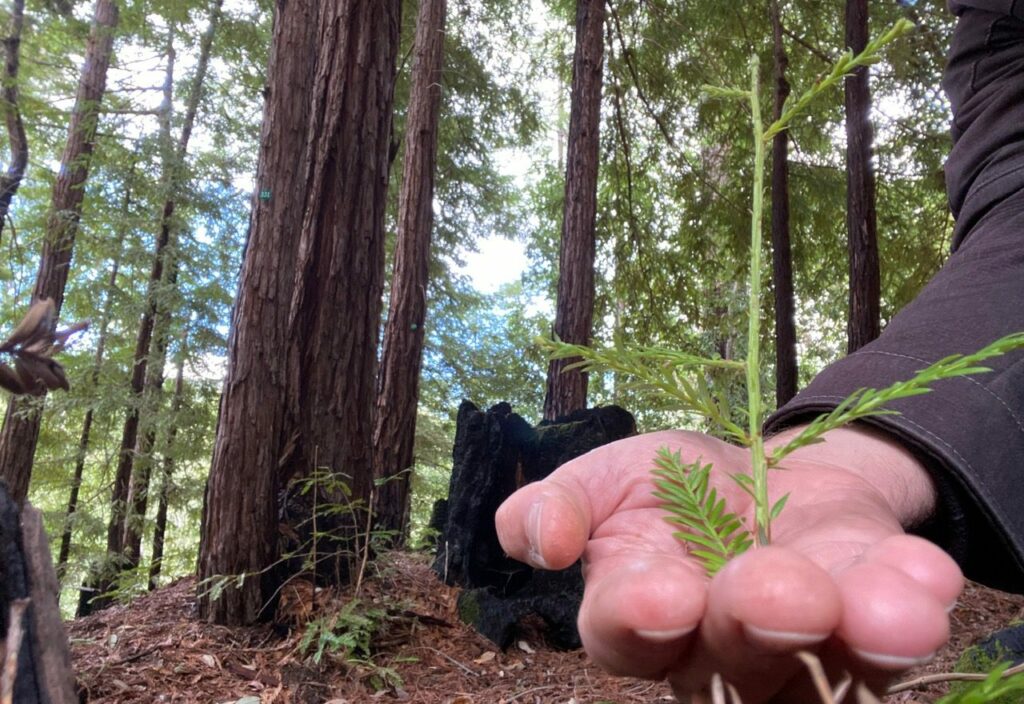 Marc Stiglitz's hand holding a baby redwood tree in the forest